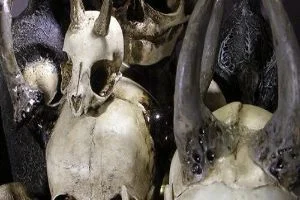 A collection of skulls with horns and horns.