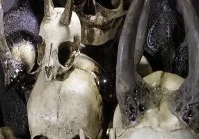 A collection of skulls with horns and horns.